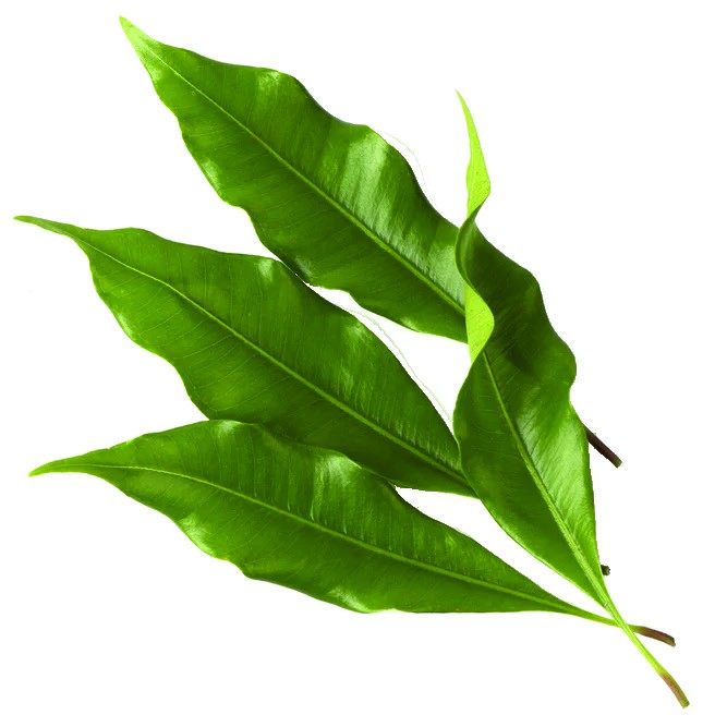 Beberapa lembar daun cengkeh segar