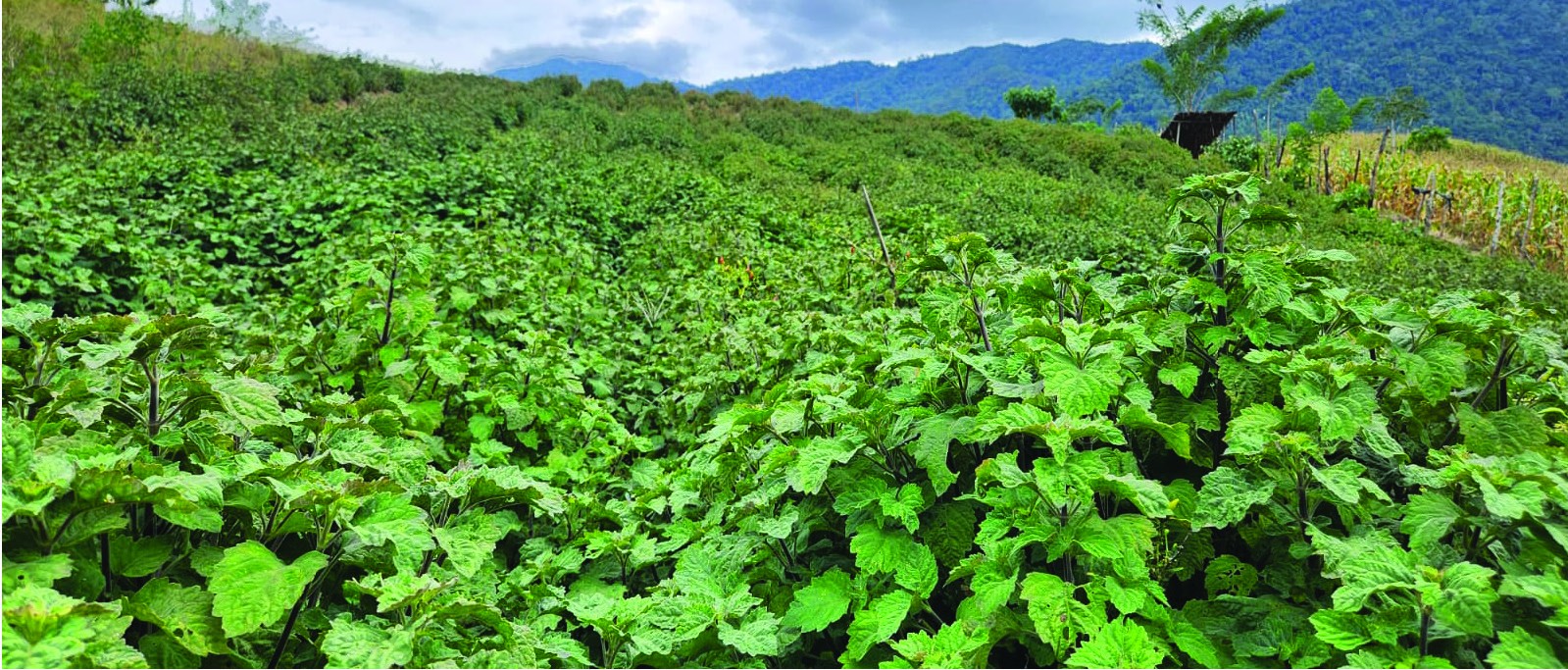 Lahan perkebunan nilam di lereng bukit